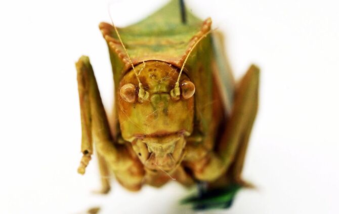 Heuschrecken im Naturkundemuseum Karlsruhe