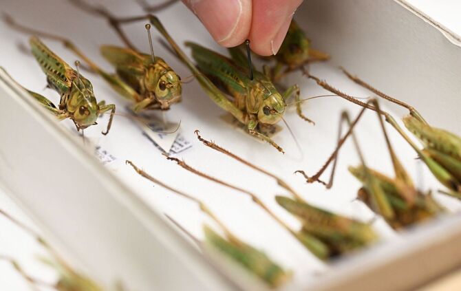 Heuschrecken im Naturkundemuseum Karlsruhe