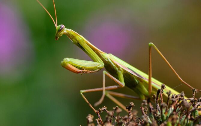 Europäische Gottesanbeterin