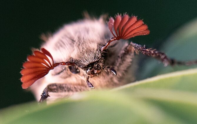 Maikäfer profitieren von den trockenen Bedingungen im Hessischen Ried. (Archivbild)