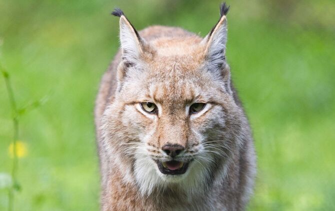 Luchs