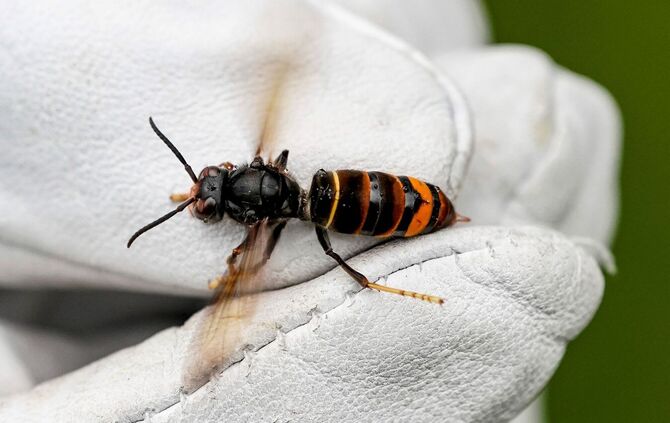 Asiatische Hornisse