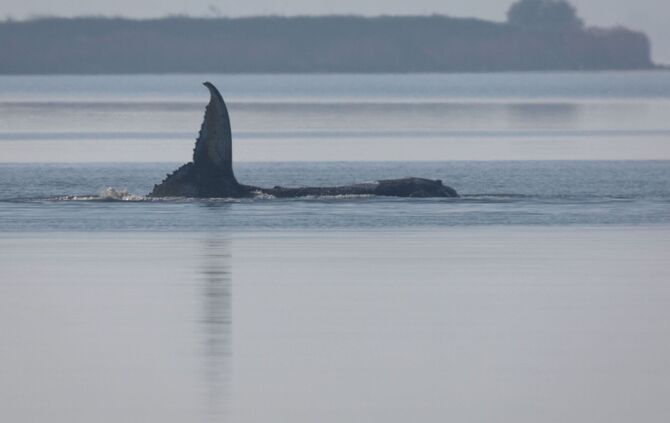 Rettungsaktion für den Buckelwal