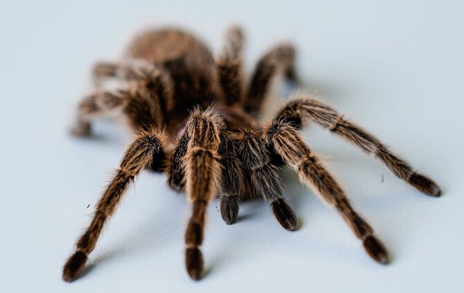 Die Bundespolizei hat die Besitzerin der Spinnen gefunden. (Symbolbild)