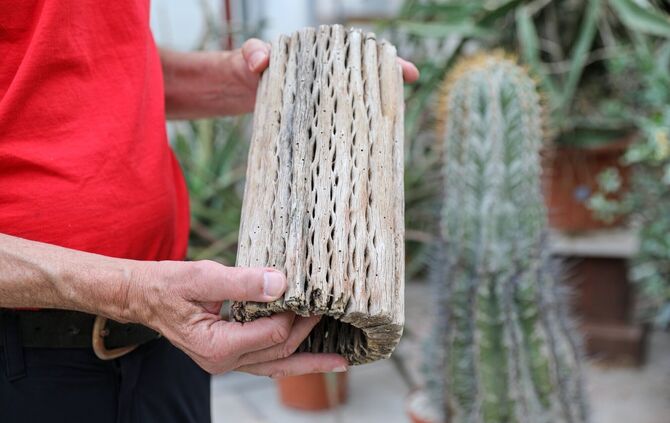 Stachelige Allesknner: Baumaterial oder Heilpflanze  Kakteen haben's  drauf - Nachrichten aus Kernen - Zeitungsverlag Waiblingen