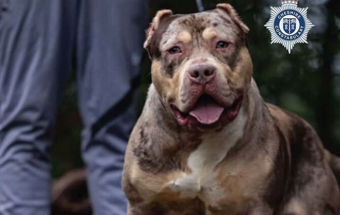 Gerichtsverfahren zu XL Bully in England