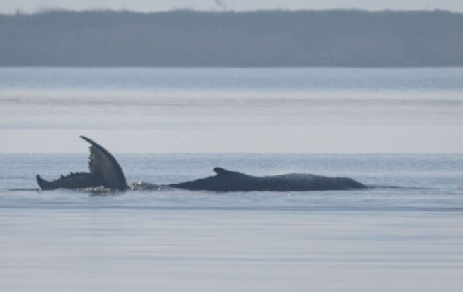 Rettungsaktion für den Buckelwal