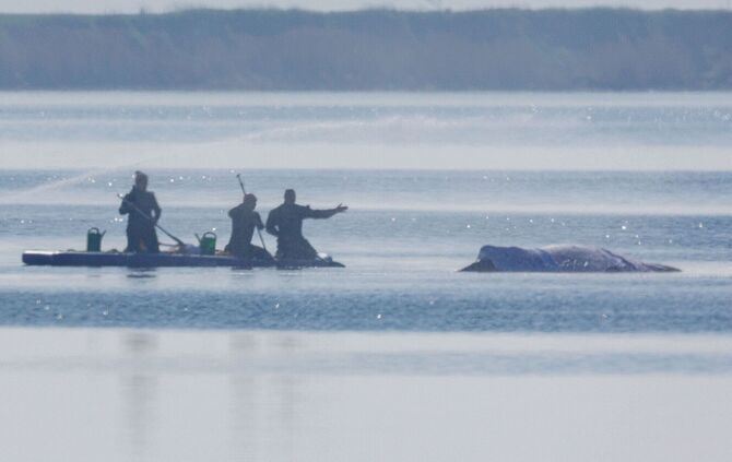 Am Freitag lief die private Rettungsaktion des vor der Ostsee-Insel Poel gestrandeten Buckelwals weiter auf Hochtouren.