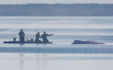 Am Freitag lief die private Rettungsaktion des vor der Ostsee-Insel Poel gestrandeten Buckelwals weiter auf Hochtouren.