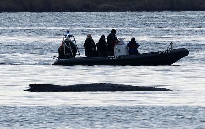 Rettungsaktion für den Buckelwal