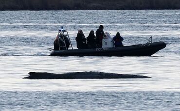 Rettungsaktion für den Buckelwal