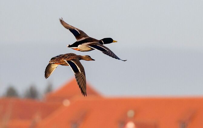 Ente und Erpel im Flug