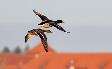 Ente und Erpel im Flug
