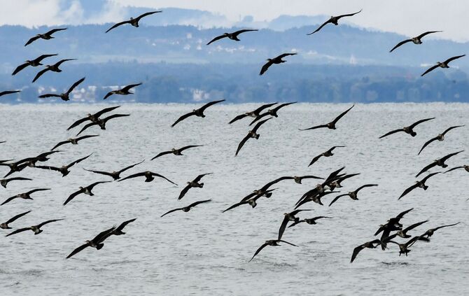 Kormorane am Bodensee
