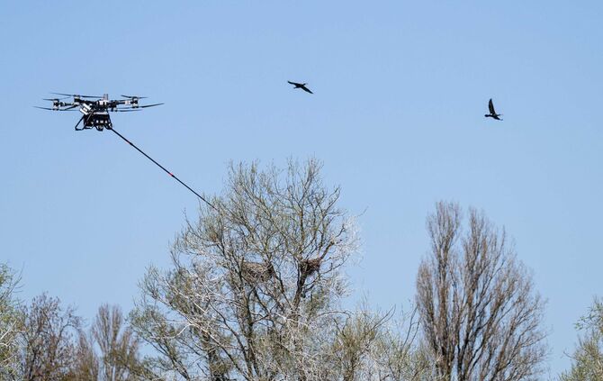 Drohne besprüht Kormoran-Eier am Bodensee