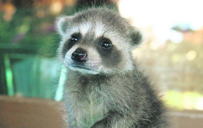 Als Babys sehen Waschbären niedlich aus - doch das aus Nordamerika eingeschleppte Säugetier hat sich auch im Remstal längst zur