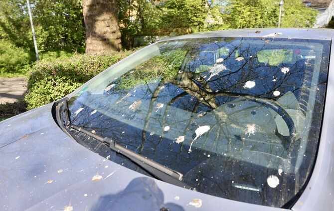 Nicht nur unschön, sondern auch schädlich fürs Auto: Krähenkot auf einem Fahrzeug auf der Parkfläche vor der Beinsteiner Halle.