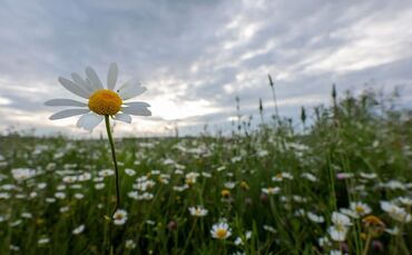 Die Woche in Baden-Württemberg beginnt grau und vereinzelt mit Schauern, sagt der Deutsche Wetterdienst. (Archivbild)