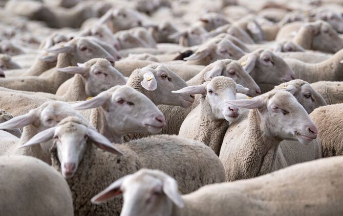 Die toten Tiere weisen Bisswunden auf. (Symbolbild)