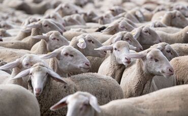 Die toten Tiere weisen Bisswunden auf. (Symbolbild)