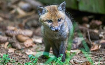 Der Fuchs wurde einer Tierschutzorganisation übergeben. (Symbolbild)