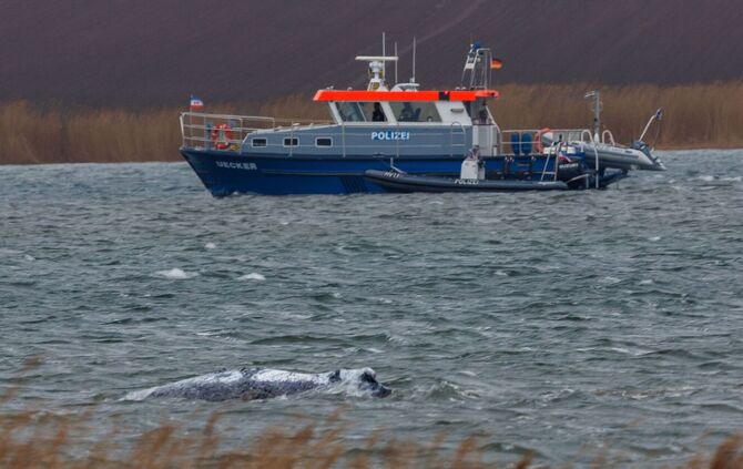 Gestrandeter Buckelwal ist geschwommen