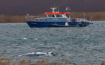 Gestrandeter Buckelwal ist geschwommen