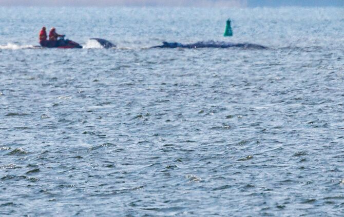 Gestrandeter Buckelwal ist geschwommen