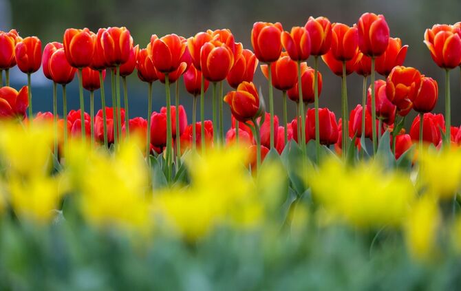 Im Südwesten breitet sich der Frühling aus. (Archivbild)