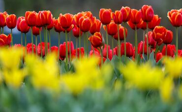 Im Südwesten breitet sich der Frühling aus. (Archivbild)