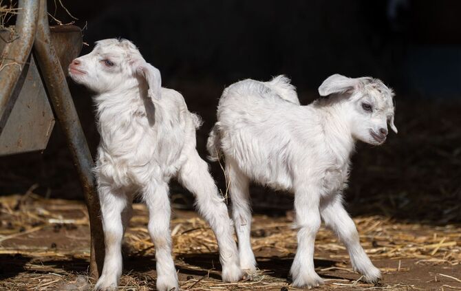 Nachwuchs bei den Kaschmirziegen in der Wilhelma