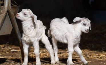 Nachwuchs bei den Kaschmirziegen in der Wilhelma