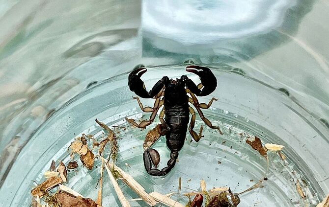 Walldorfer findet Skorpion auf Balkon