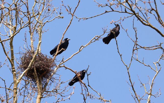 In Beinstein breiten sich die Krähen weiter aus - die Stadt darf sie nun vergrämen. Aber wie?