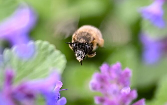 In Baden-Württemberg liegt Frühling in der Luft.