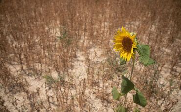 Extremhitze und Landwirtschaft