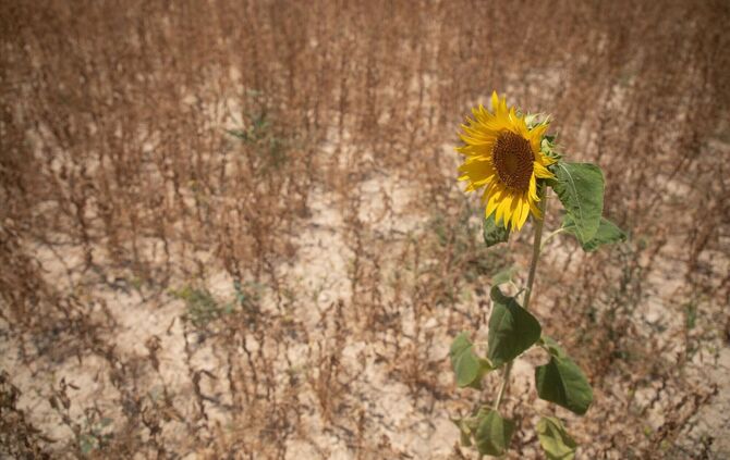 Viele Pflanzen haben ab 30 Grad Hitzestress (Archivbild)