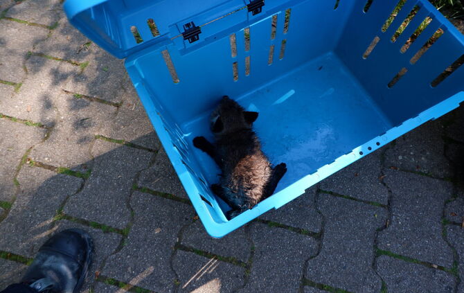 Der junge Fuchs wurde aus einem Abwasserkanal gerettet.