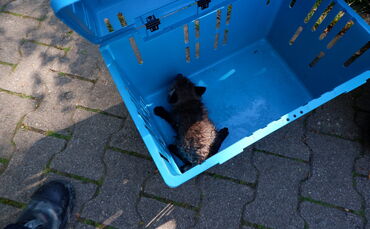 Der junge Fuchs wurde aus einem Abwasserkanal gerettet.