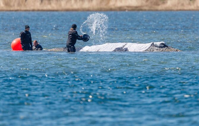 Weitere Entwicklung zum Buckelwal in der Ostsee