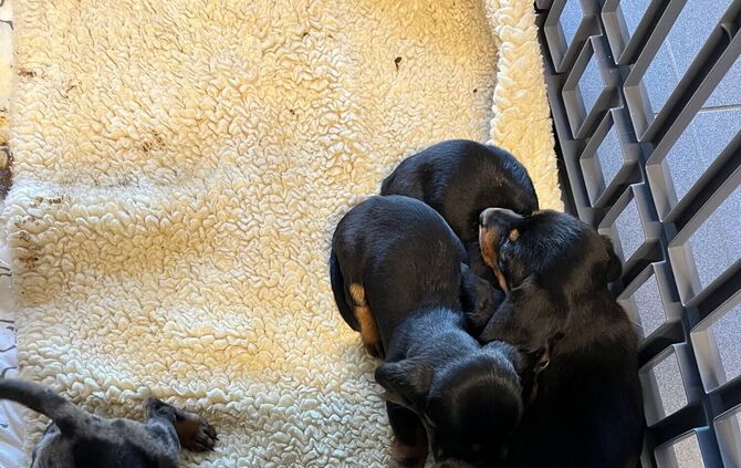 Die Polizei hat die Hunde in ein Tierheim gebracht.