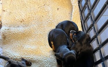 Die Polizei hat die Hunde in ein Tierheim gebracht.