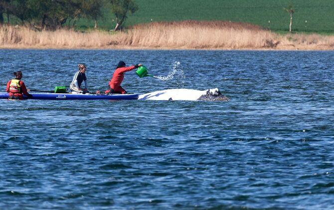 Weitere Entwicklung zum Buckelwal in der Ostsee