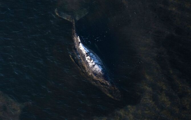Weitere Entwicklung zum Buckelwal in der Ostsee