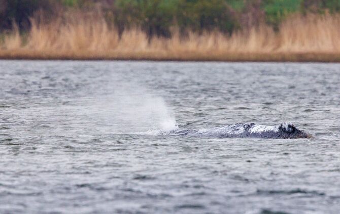 Weitere Entwicklung zum Buckelwal in der Ostsee
