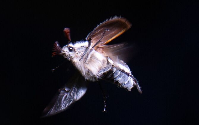 Maikäfer-Massenflug startet