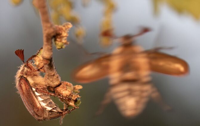 Maikäfer-Massenflug startet