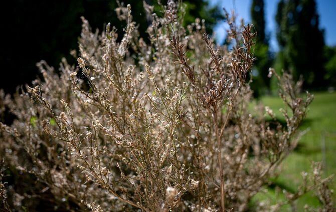 Der Buchsbaumzünsler in Parks und Gärten
