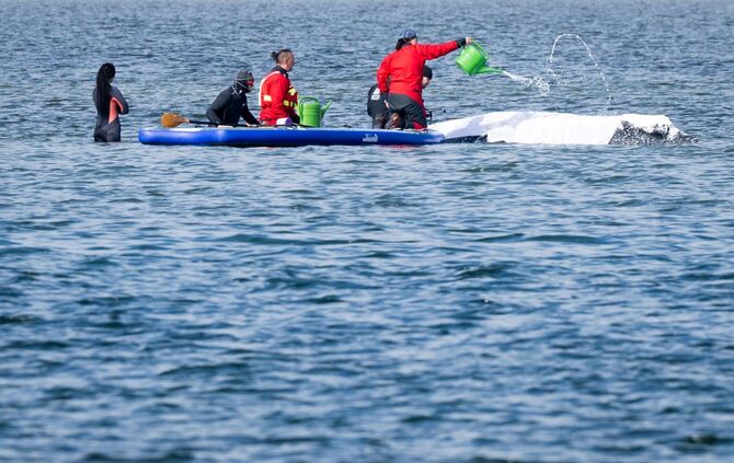 Weitere Entwicklung zum Buckelwal in der Ostsee