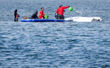 Weitere Entwicklung zum Buckelwal in der Ostsee